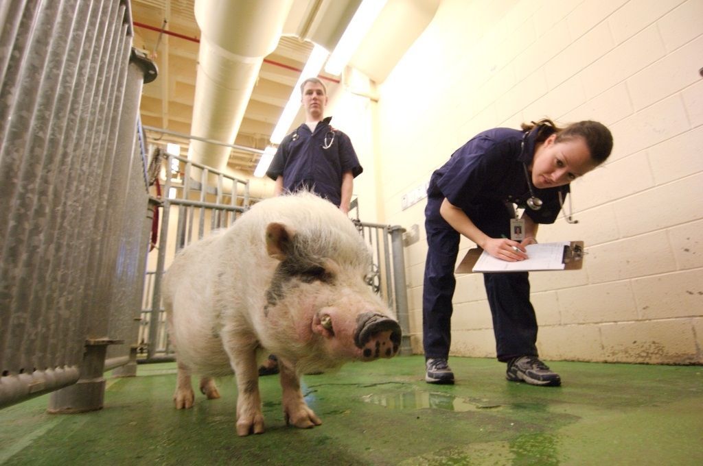 Vet_Students_Clinical_Pig_2006-08